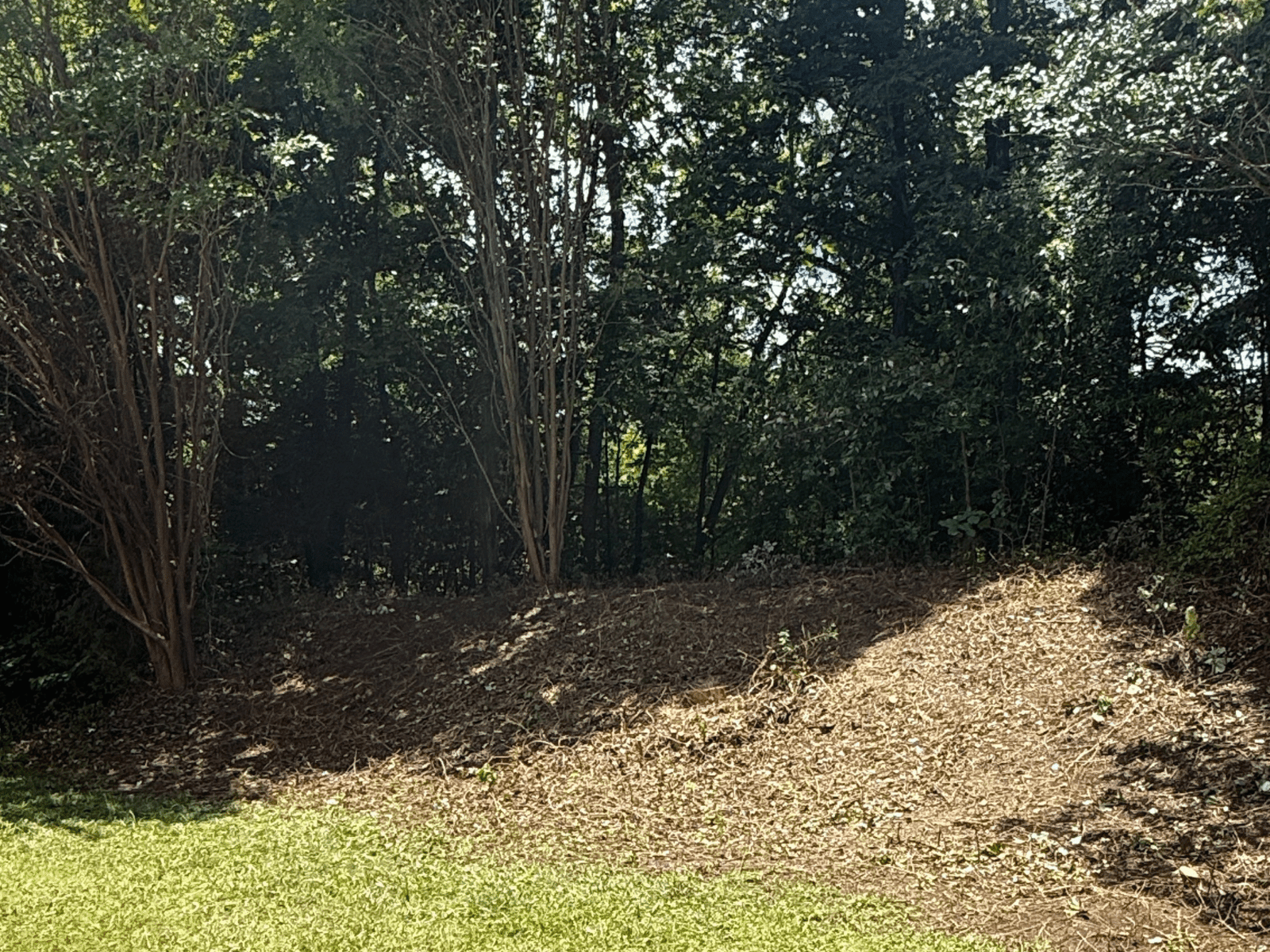 Tree and Bush Removal